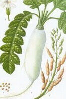 a colorful drawing of Raphanus sativus L.,whitish tuber,green leaves,small flower,pods spike and seeds