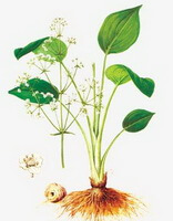 Alisma orientale Sam Juz:disegno di pianta ed erba