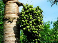 Areca catechu L.:fruiting tree