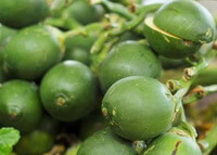 Areca catechu L.:grüne Früchte