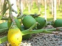 Areca catechu L.:grüne Früchte