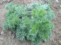 shrubs of Artemisia capillaris Thunb grow in a cluster