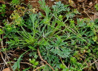 growing shrubs of Artemisia capillaris Thunb with small flowers