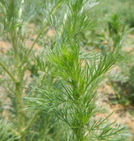 seedlings of Artemisia scoparia Waldst.et Kit. grow in a field