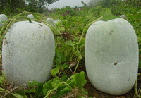 Benincasa hispida Thunb Cogn.:growing plant with two gourds