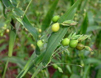 Coix lacryma-jobi:fruiting plants