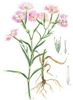 Dianthus superbus L.:disegno del fiore e della radice della pianta