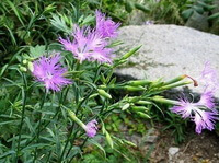 Dianthus superbus L.:blomstrende planter