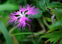 Dianthus superbus L.:Blume und Blätter