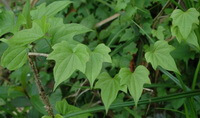 Dioscorea futschauensis Uline.:pianta in crescita