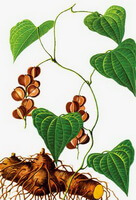 Dioscorea hypoglauca Palib.:tegning af plantefrugter og rhizom