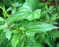 Dioscorea hypoglauca Palib.:stelo e foglie