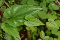 Dioscorea hypoglauca Palib.:stelo e foglie