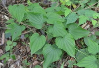 Dioscorea septemloba Thunb.:Kletterpflanze