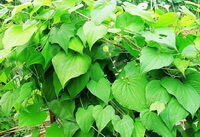 Dioscorea septemloba Thunb.:plante en croissance