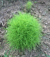 Kochia scoparia L.Schrad.:growing plant