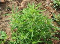 Kochia scoparia L.Schrad.:arbuste en croissance
