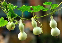Lagenaria siceraria Molina Standl:growing plant with five calabash gourds