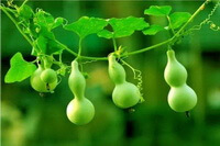 Lagenaria siceraria Molina Standl:growing plant with one small and four big calabash gourds