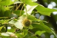 Liquidambar formosana Hance.:albero da frutto