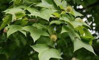 Liquidambar formosana Hance.:fruiting tree