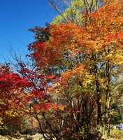 Liquidambar formosana Hance.:træ i efteråret