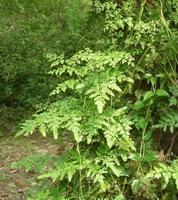 Lygodium japonicum Thunb.Sw.:growing plants