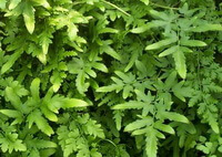 Lygodium japonicum Thunb.Sw.:piante in crescita