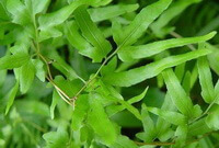Lygodium japonicum Thunb.Sw.:stelo e foglie