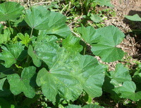 Malva verticillata L.:growing plant
