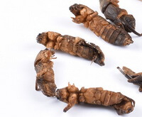 Mole Cricket:herb photo