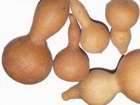 Pericarpium Lagenariae:herb photo of calabash gourd