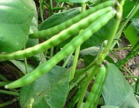 Phaseolus calcaratus Roxb.:growing plants with pods