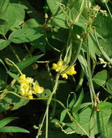 Phaseolus calcaratus Roxb.:blühende Pflanze