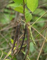 Phaseolus calcaratus Roxb.:wachsende Pflanzen mit Schoten