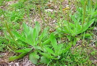 Plantago depressa Willd.:growing plants