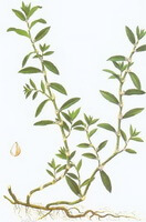Polygonum aviculare L.:Zeichnung von Pflanze und Kraut