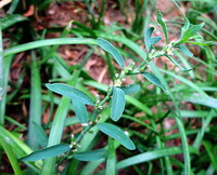 Polygonum aviculare L.:pianta in crescita