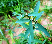 Polygonum aviculare L.:growing plant