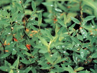 Polygonum aviculare L.:plante en croissance