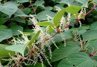 en blomstrende plante af Polygonum cuspidatum Sieb.et Zucc. med hvidlige små blomsteraks og grønne blade