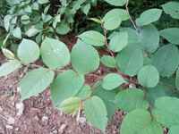 en busk af Polygonum cuspidatum Sieb.et Zucc. vokser på marken