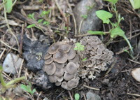Polyporus umbellatus Pers Fr.:growing mushroom
