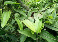 Poria cocos Schw Wolf.:wachsende Pflanzen