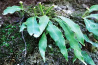 Pyrrosia davidii Bak.Ching.:growing plants