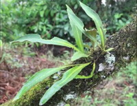 Pyrrosia gralla Gies.Ching.:piante in crescita