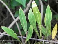 Pyrrosia gralla Gies.Ching.:wachsende Pflanzen