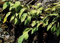 Pyrrosia gralla Gies.Ching.:piante in crescita