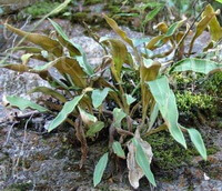 Pyrrosia lingua Thunb.Farwell.:growing plants