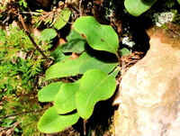 Pyrrosia petiolosa Christ Ching.:growing plants